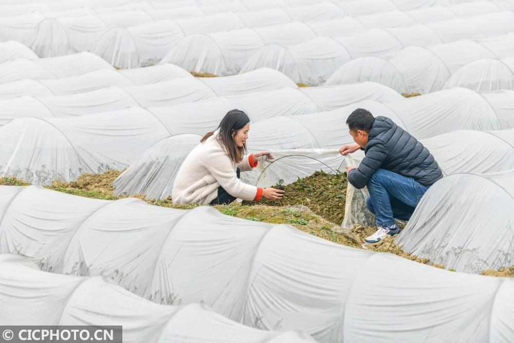 酉阳房屋出租最新信息全览